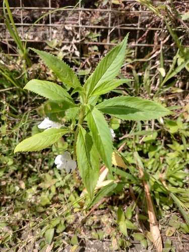Spotted snapweed (Impatiens balsamina)