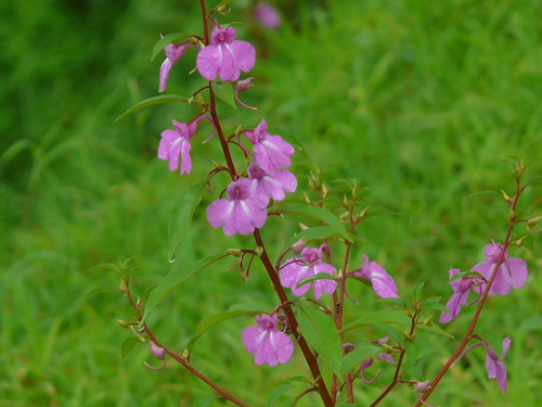 Spotted snapweed (Impatiens balsamina)