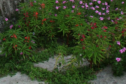 Spotted snapweed (Impatiens balsamina)