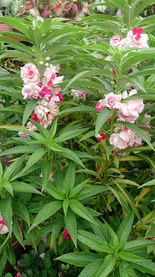 Spotted snapweed: Impatiens balsamina. Common names: Balsam. Touch-Me-Not. 凤仙花 (Chinese). Origin: India.