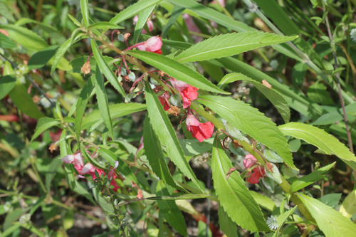 Spotted snapweed (Impatiens balsamina)