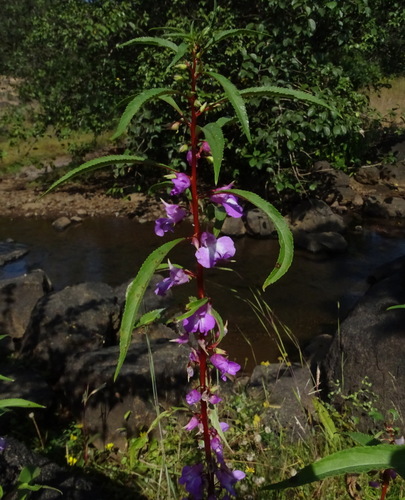 Spotted snapweed (Impatiens balsamina)