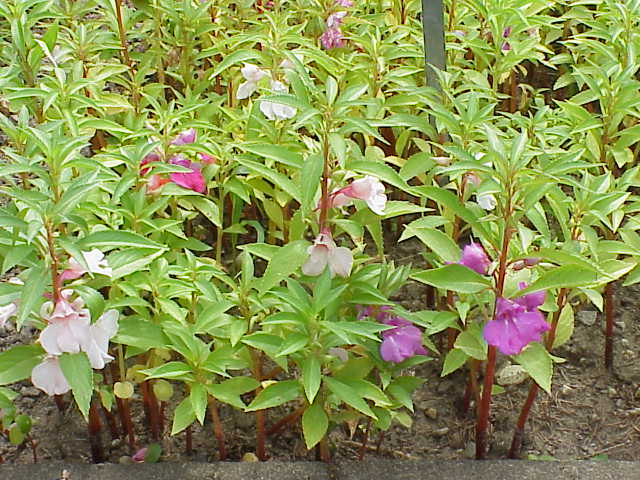 Spotted snapweed: Species : Impatiens balsamina Family : Balsaminaceae Image No. 2
