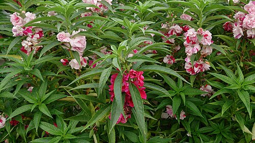 Spotted snapweed: Impatiens balsamina. Common names: Balsam. Touch-Me-Not. 凤仙花 (Chinese). Origin: India.