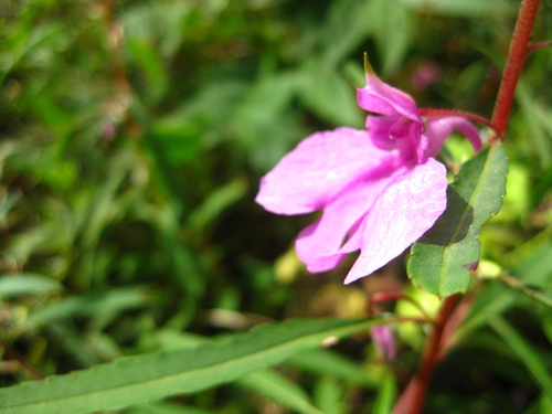 Spotted snapweed (Impatiens balsamina)
