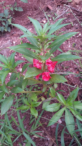 Spotted snapweed (Impatiens balsamina)