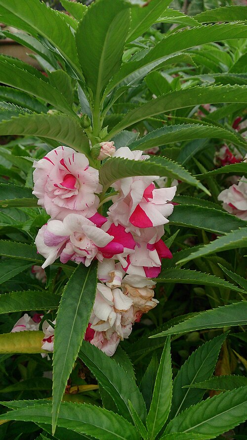 Spotted snapweed: Impatiens balsamina. Common names: Balsam. Touch-Me-Not. 凤仙花 (Chinese). Origin: India.