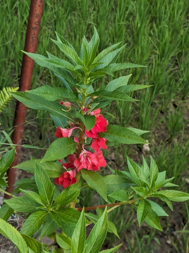 Spotted snapweed (Impatiens balsamina)