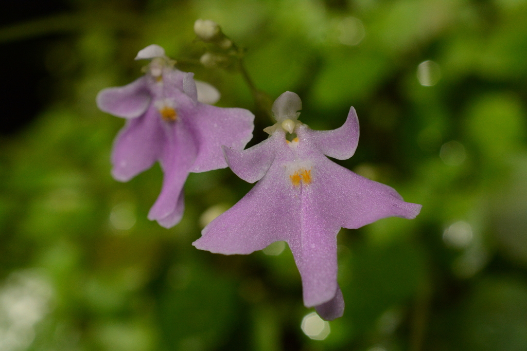 Impatiens barberi (Impatiens barberi)