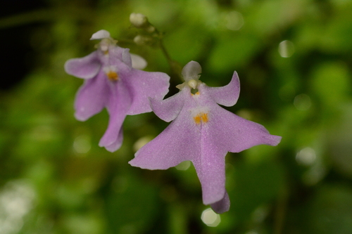 Impatiens barberi (Impatiens barberi)
