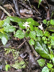 Impatiens bequaertii (Impatiens bequaertii)