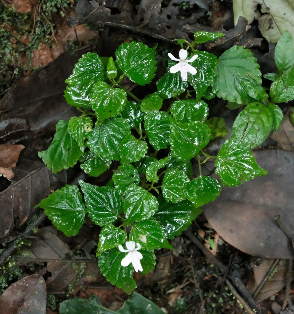Impatiens bequaertii (Impatiens bequaertii)