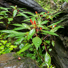 Impatiens bicaudata (Impatiens bicaudata)