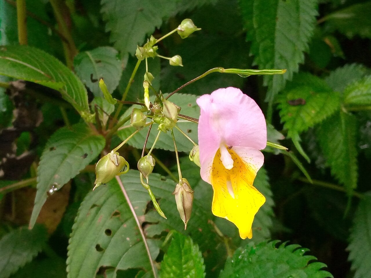 Impatiens bicolor: Impatiens bicolor in Pakistan