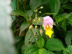 Impatiens bicolor (Impatiens bicolor)