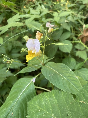 Impatiens bicolor (Impatiens bicolor)