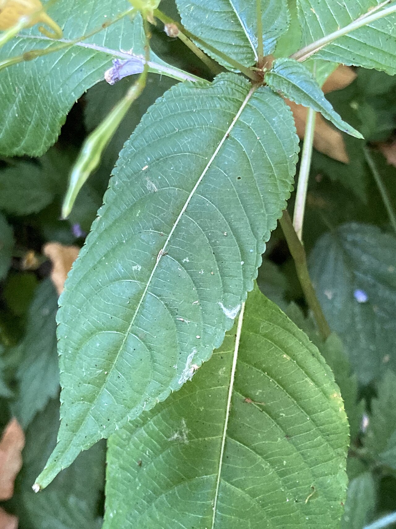 Impatiens bicolor: Impatiens bicolor in the United States