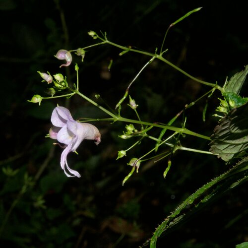 Impatiens bicornuta (Impatiens bicornuta)