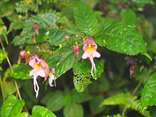 Impatiens bicornuta (Impatiens bicornuta)