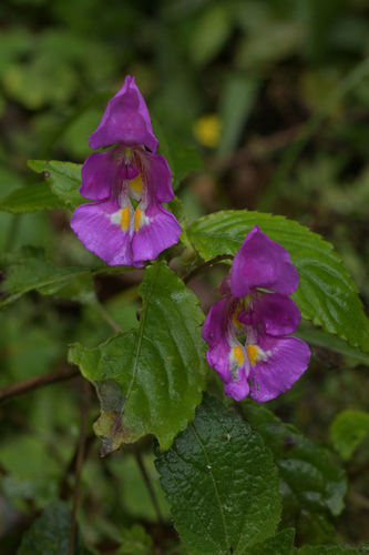 Impatiens bisaccata (Impatiens bisaccata)