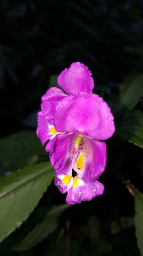 Impatiens bisaccata (Impatiens bisaccata)
