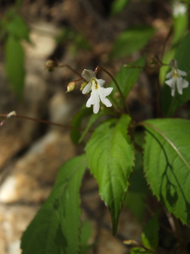 Impatiens brachycentra (Impatiens brachycentra)