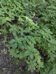 Impatiens brachycentra (Impatiens brachycentra)