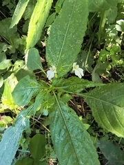 Impatiens brachycentra (Impatiens brachycentra)