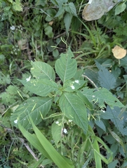 Impatiens brachycentra (Impatiens brachycentra)