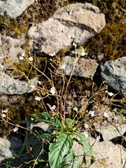 Impatiens brachycentra (Impatiens brachycentra)