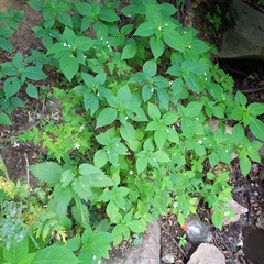 Impatiens brachycentra (Impatiens brachycentra)