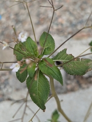 Impatiens brachycentra (Impatiens brachycentra)
