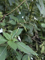Impatiens brachycentra (Impatiens brachycentra)
