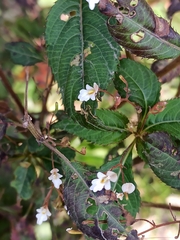 Impatiens brachycentra (Impatiens brachycentra)
