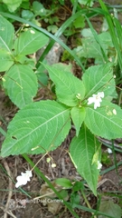 Impatiens brachycentra (Impatiens brachycentra)