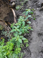 Impatiens brachycentra (Impatiens brachycentra)
