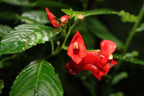 Impatiens buccinalis (Impatiens buccinalis)