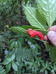 Impatiens buccinalis (Impatiens buccinalis)