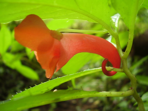 Impatiens buccinalis (Impatiens buccinalis)