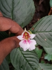 Impatiens campanulata (Impatiens campanulata)
