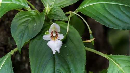 Impatiens campanulata (Impatiens campanulata)
