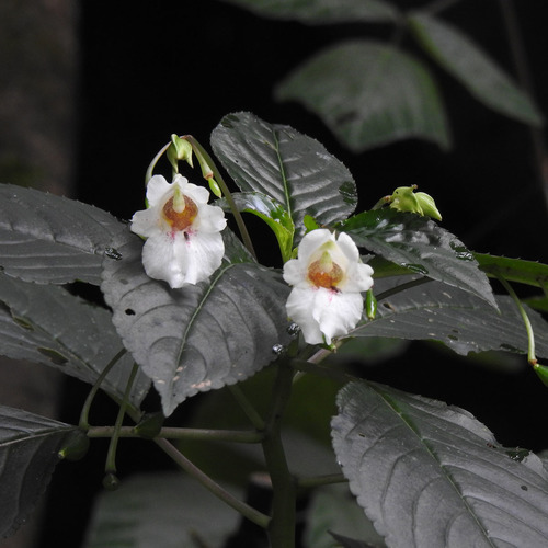 Impatiens campanulata (Impatiens campanulata)