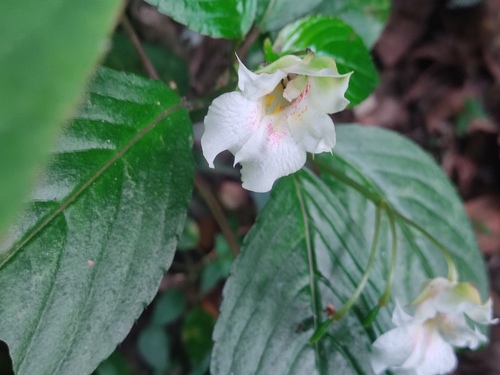 Impatiens campanulata (Impatiens campanulata)