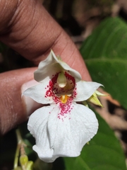 Impatiens campanulata (Impatiens campanulata)