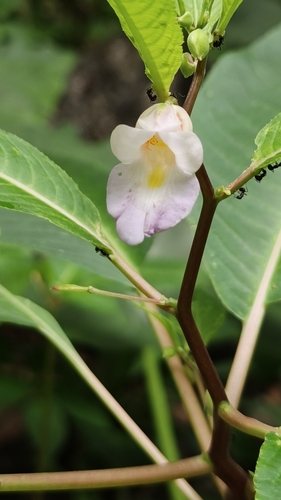 Impatiens charanii (Impatiens charanii)