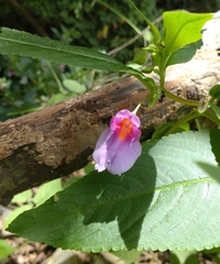 Impatiens charanii (Impatiens charanii)
