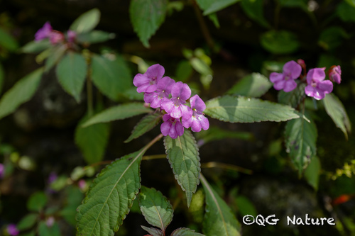 Impatiens chekiangensis (Impatiens chekiangensis)