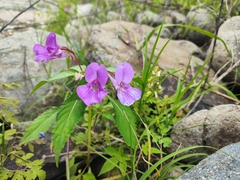 Impatiens chekiangensis (Impatiens chekiangensis)
