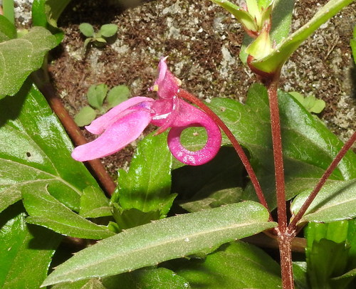 Impatiens chinensis (Impatiens chinensis)