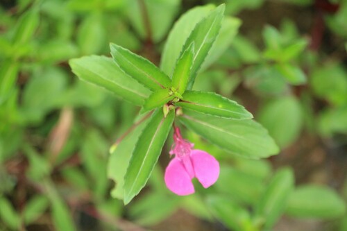 Impatiens chinensis (Impatiens chinensis)
